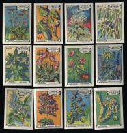 Meurisse - Ca 1930 - 61 - Plantes Médicinales, Medicinal Plants - Full Serie - Andere & Zonder Classificatie