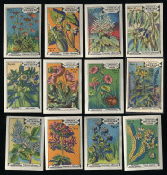 Meurisse - Ca 1930 - 61 - Plantes Médicinales, Medicinal Plants - Full Serie (no 8 Bad Condition) - Andere & Zonder Classificatie