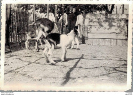 VIET NAM TONKIN INDOCHINE PHOTO DE 8.5 X 6 CMS  DES CHEVRES - Anonyme Personen