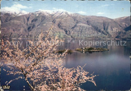 12414173 Isole Di Brissago Fliegeraufnahme Botanischer Garten Isole Di Brissago - Andere & Zonder Classificatie