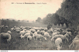 77 ENVIRONS DE DAMMARTIN DANS LA PRAIRIE MOUTONS ET BERGER - Other & Unclassified