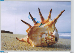 Sea Shell On The Beach - Sonstige & Ohne Zuordnung