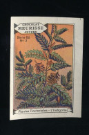 Meurisse - Ca 1930 - 62 - Plantes Tinctoriales, Dyeing Plants - 3 - L'indigotier - Sonstige & Ohne Zuordnung