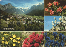 12371602 Engelberg OW Ortsansicht Berge Enzian Edelweiss Trollblume Engelberg - Other & Unclassified