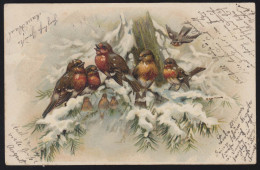 Tiere-AK Vögel: Rotkehlchen-Familie Im Winter, Nach LAUCHHEIM 13.11.1901 - Vogels