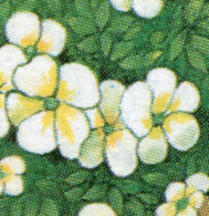 1505 Rennsteig 30 Pf, PLF Grüner Punkt Im Blütenblatt, Felder 25,27,29,31 ** - Abarten Und Kuriositäten