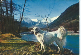 Animaux & Faune > Chiens  Altesse Chien Des Pyrenees Les Bords De La Nesle D'Aure - Hunde