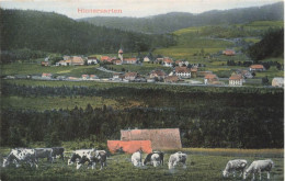 ALLEMAGNE - Hinterzarten  - Vue Générale Sur Le Village - Campagne - Vaches - Pré - Carte Postale - Hinterzarten