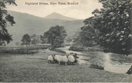 Brodick * Highland Sheep , Glen Rose * écosse Scotland - Andere & Zonder Classificatie