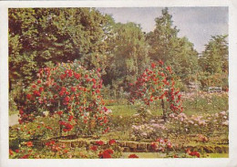 AK 215789 GERMANY - Sangershausen - Rosarium - Sangerhausen