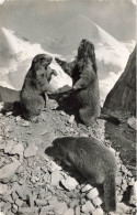 ANIMAUX & FAUNE - Les Marmottes Savent S'amuser - Carte Postale - Other & Unclassified