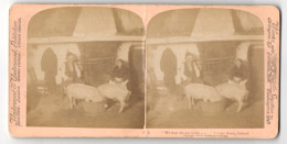 Stereo-Fotografie Underwood & Underwood, New York, Ansicht Kerry, Irische Schweinebauern Mit Schweinen In Der Stube  - Stereoscopic