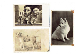 Lot 3 Cpm - CHIEN -  FOX Terrier - Amag  64894/4 -- 37 -- 66164/3 - Chiens