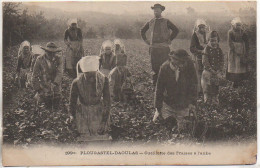 29 PLOUGASTEL-DAOULAS  - Cueillette Des Fraises à L'aube - Plougastel-Daoulas