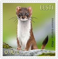 (!)  WILD ANIMAL Estonia 2021  Stamp Estonian Fauna - The Stoat MNH - Estland