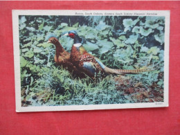 Pheasant. Huron South Dakota   Ref 6396 - Vogels