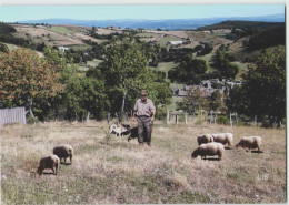 48 LES SALCES --- Monts D'Aubrac, Le Berger De Fromental (Livenais) Moutons - Other & Unclassified