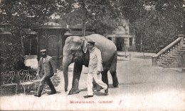 ELEPHANT - INDE - Inde