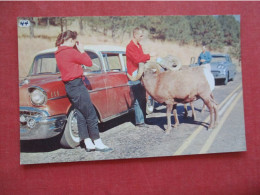 Mountain Sheep By Autos Black Hills South Dakota.   Ref 6396 - Autres & Non Classés