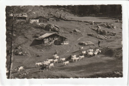 CPSM :  14 X 9  -  Salvan, Le Retour Des Chèvres, Le Passage à Van - Salvan