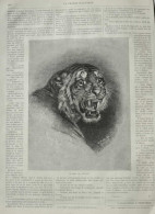 Le Tigre Du Bengale - Bengaltiger - Page Originale 1880 - Stiche & Gravuren