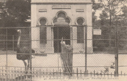 CPA - 13 - Marseille - Jardin Zoologique - Autruches - Parcs Et Jardins