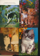 MOOI LOT MET KATTEN VAN  40  KAARTEN. .( Lot 1 )   ZIE AFBEELDINGEN - Chats