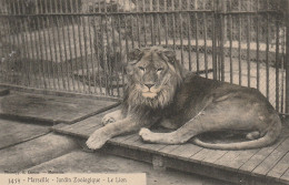 CPA - 13 - Marseille - Jardin Zoologique - Le LIon - Lacour - Parcs Et Jardins