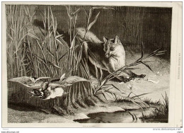 Canard - Renard - Fuchs - Fox - Dessin Martel - Page Original  1880 - Documenti Storici