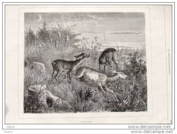 Tote Hirschkuh Mit Kälbern - Biche Et Faons - Alter Stich 1880 - Gravure - Prenten & Gravure