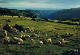 CPM..46..LOT..PATURAGE SUR LE CAUSSE..MOUTONS..TAMPON DE LA BASTIDE MURAT - Elevage