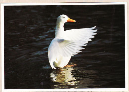 24250 /⭐ ◉  PARIS XVI BOIS De BOULOGNE Canard Domestique Photo Denis SEIGNEZ 1994- EDitions PVC CP-029 - Paris (16)