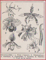 Orchidée. Divers Orchidées. Fleur D'angrec, Odontoglosse, Cattleya, Cypripède, Lycaste, Vanille, Fleur.. Larousse 1948. - Historical Documents