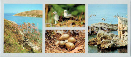 Bay Of The Peter The Great - Phurugelm Islands - Black-tailed Gull Nest - Birds - 1980 - Russia USSR - Unused - Russland