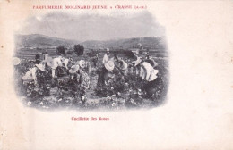 06 -  GRASSE - Parfumerie Molinard Jeune - Cueillette Des Roses - Grasse