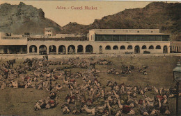 NE 19 - YEMEN - ADEN - CAMEL MARKET - MARCHE AUX CHAMEAUX - CARTE COLORISEE  - 2 SCANS - Yémen