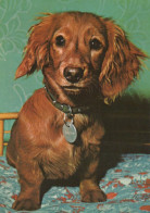 HUND Tier Vintage Ansichtskarte Postkarte CPSM #PAN801.A - Dogs