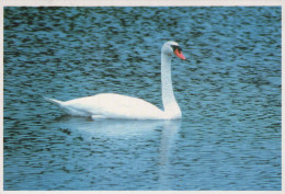 OISEAU Animaux Vintage Carte Postale CPSM #PBR727.A - Birds