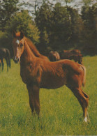 CABALLO Animales Vintage Tarjeta Postal CPSM #PBR895.A - Pferde