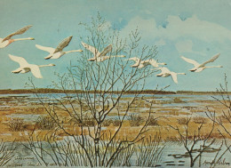 VOGEL Tier Vintage Ansichtskarte Postkarte CPSM #PAN297.DE - Vogels