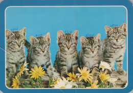 KATZE MIEZEKATZE Tier Vintage Ansichtskarte Postkarte CPSM #PAM426.DE - Chats