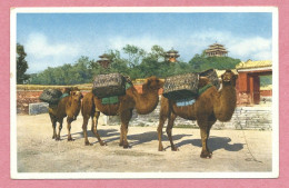 China - PEKING - Coal Hill - Camels - Chameaux - Kamele - China