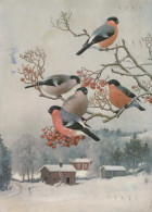 PÁJARO Animales Vintage Tarjeta Postal CPSM #PAM802.ES - Birds
