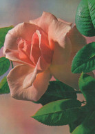 FLEURS Vintage Carte Postale CPSM #PAS214.FR - Flowers