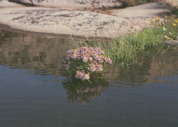 FLEURS Vintage Carte Postale CPSM #PAR613.FR - Blumen