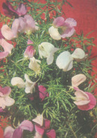 FLEURS Vintage Carte Postale CPSM #PAR433.FR - Flowers
