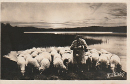 0P 23-(40) AU PAYS GASCON , UN SOIR , EN OCTOBRE - BERGER ET TROUPEAU DE MOUTONS - ED . VIGNES , CASTETS DES LANDES - Aquitaine