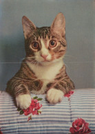 CHAT CHAT Animaux Vintage Carte Postale CPSM #PAM174.FR - Chats