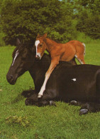 CABALLO Animales Vintage Tarjeta Postal CPSM #PBR955.ES - Horses