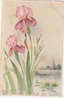 OP 24- CARTE FANTAISIE - IRIS ET NENUPHARS - 2 SCANS - Fleurs